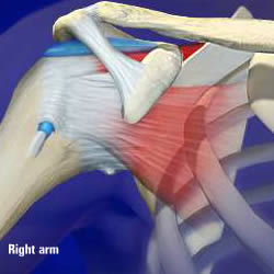 anatomy-of-a-joint-shoulder