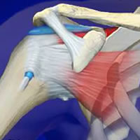 Anatomy Of A Shoulder Joint